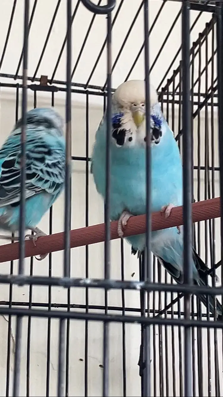 (King Sized) Exhibition Budgies Top Qaulity Skyblue — photo 10