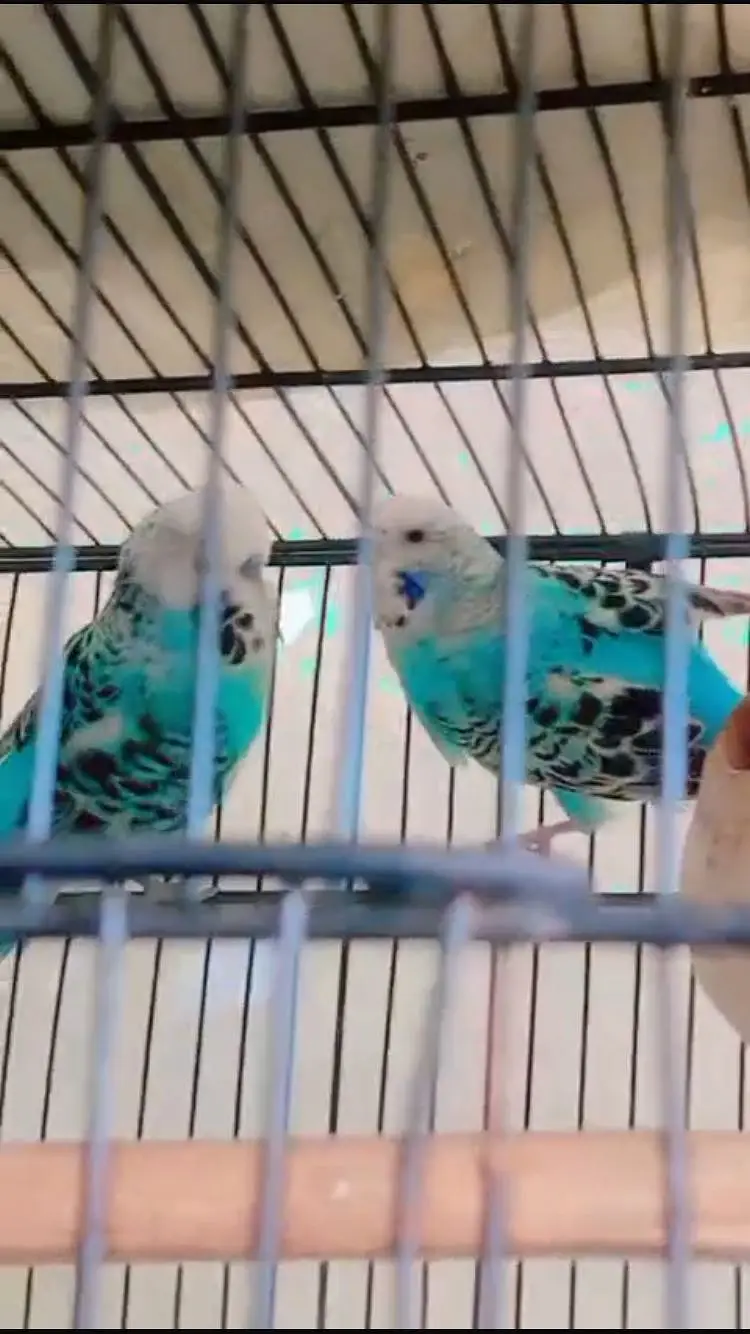 (King Sized) Exhibition Budgies Top Qaulity Skyblue — photo 11