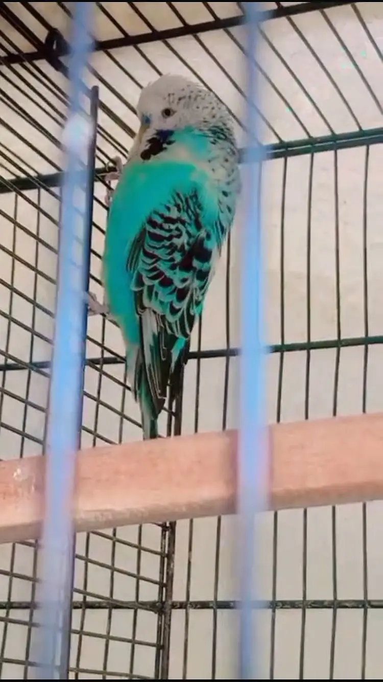 (King Sized) Exhibition Budgies Top Qaulity Skyblue — photo 4