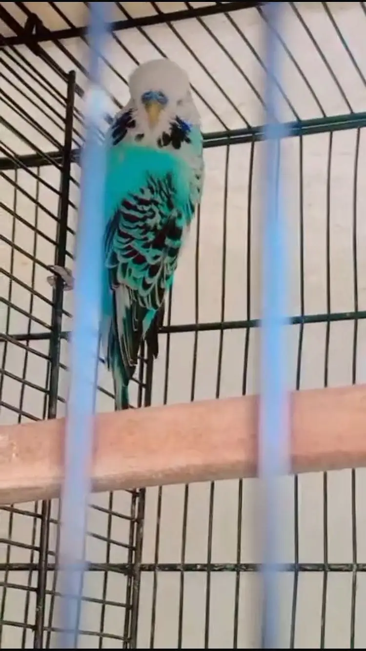 (King Sized) Exhibition Budgies Top Qaulity Skyblue — photo 12