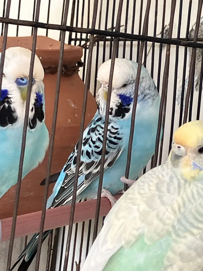 (King Sized) Exhibition Budgies Top Qaulity Skyblue — photo 2