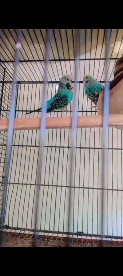 (King Sized) Exhibition Budgies Top Qaulity Skyblue