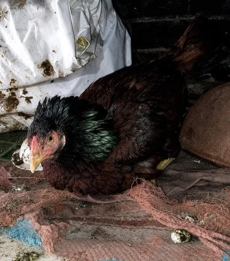 KURAK miamwali aseel MAADI URGENT SALE — photo 3