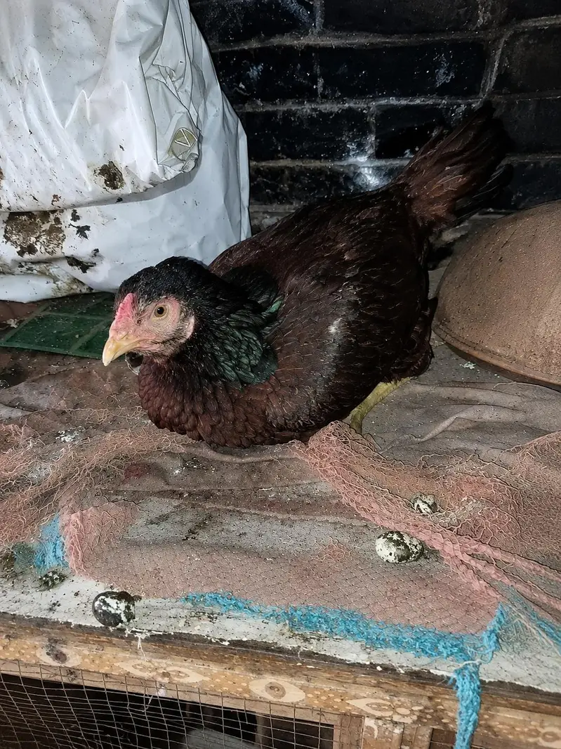 KURAK miamwali aseel MAADI URGENT SALE — photo 4