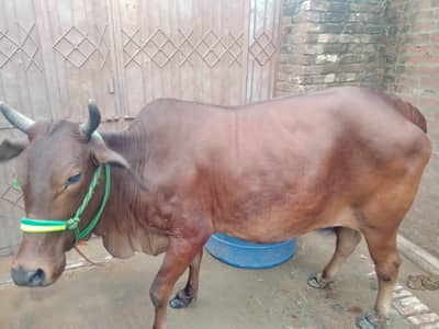 cow for sale