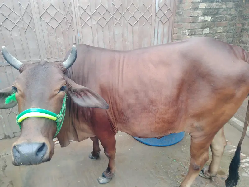 Desi sahiwali cross — photo 2