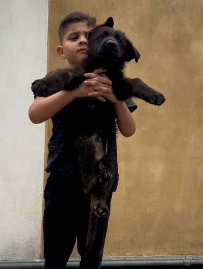 Long coat black male pup