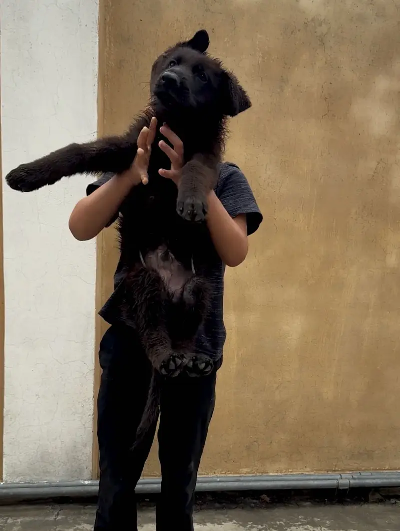 Long coat black male pup — photo 2
