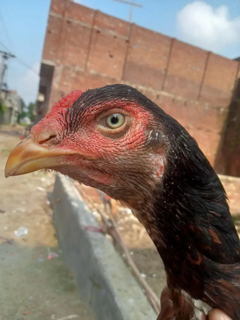 KURAK miamwali aseel MAADI URGENT SALE — photo 2