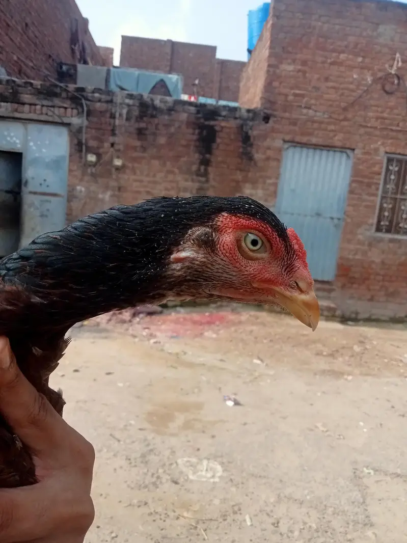 KURAK miamwali aseel MAADI URGENT SALE — photo 5