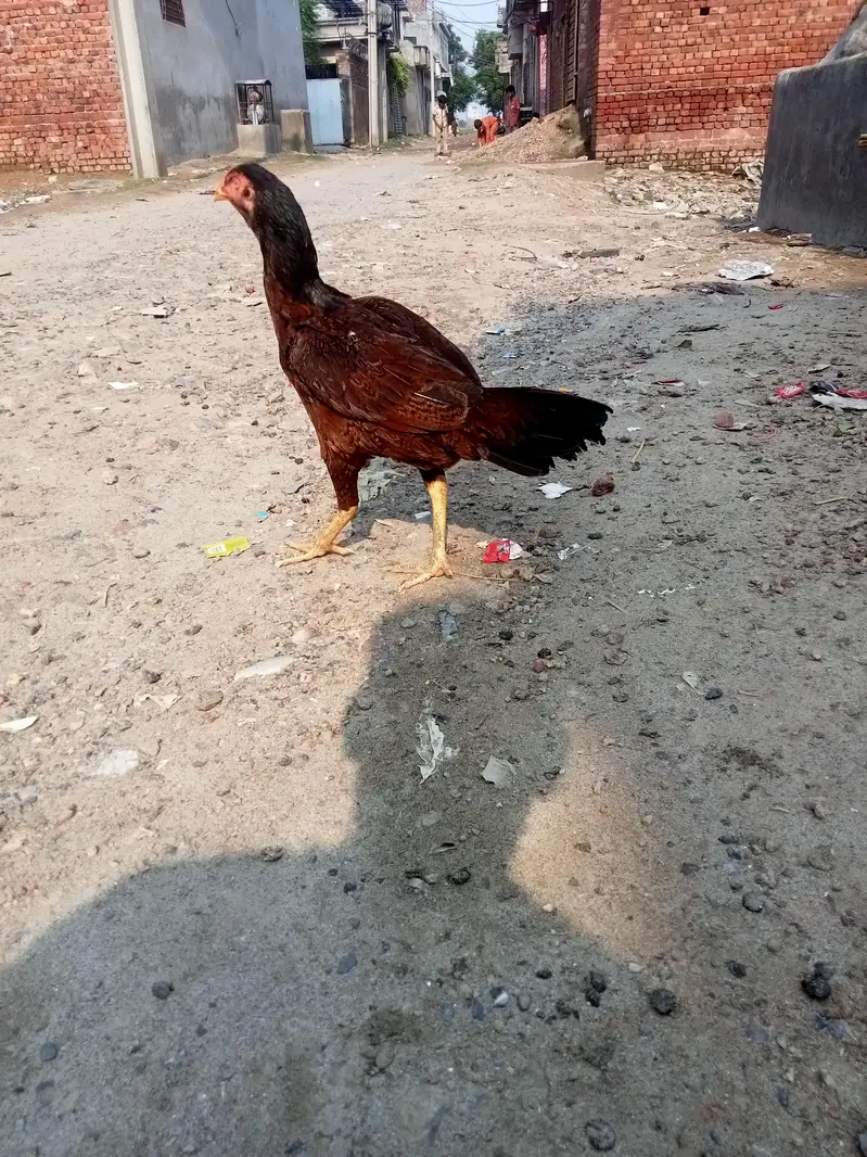 KURAK miamwali aseel MAADI URGENT SALE — photo 6