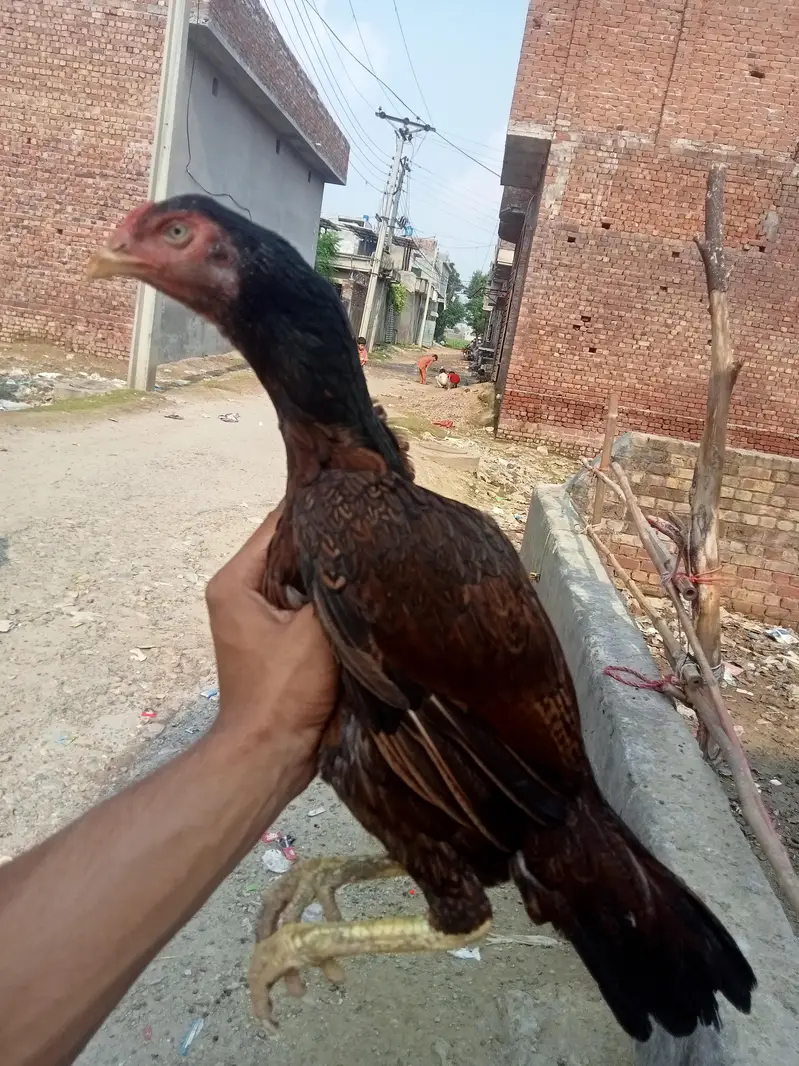 KURAK miamwali aseel MAADI URGENT SALE — photo 7