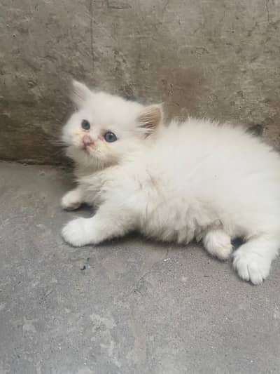 White Persian Kitten Available For Sale Triple coad