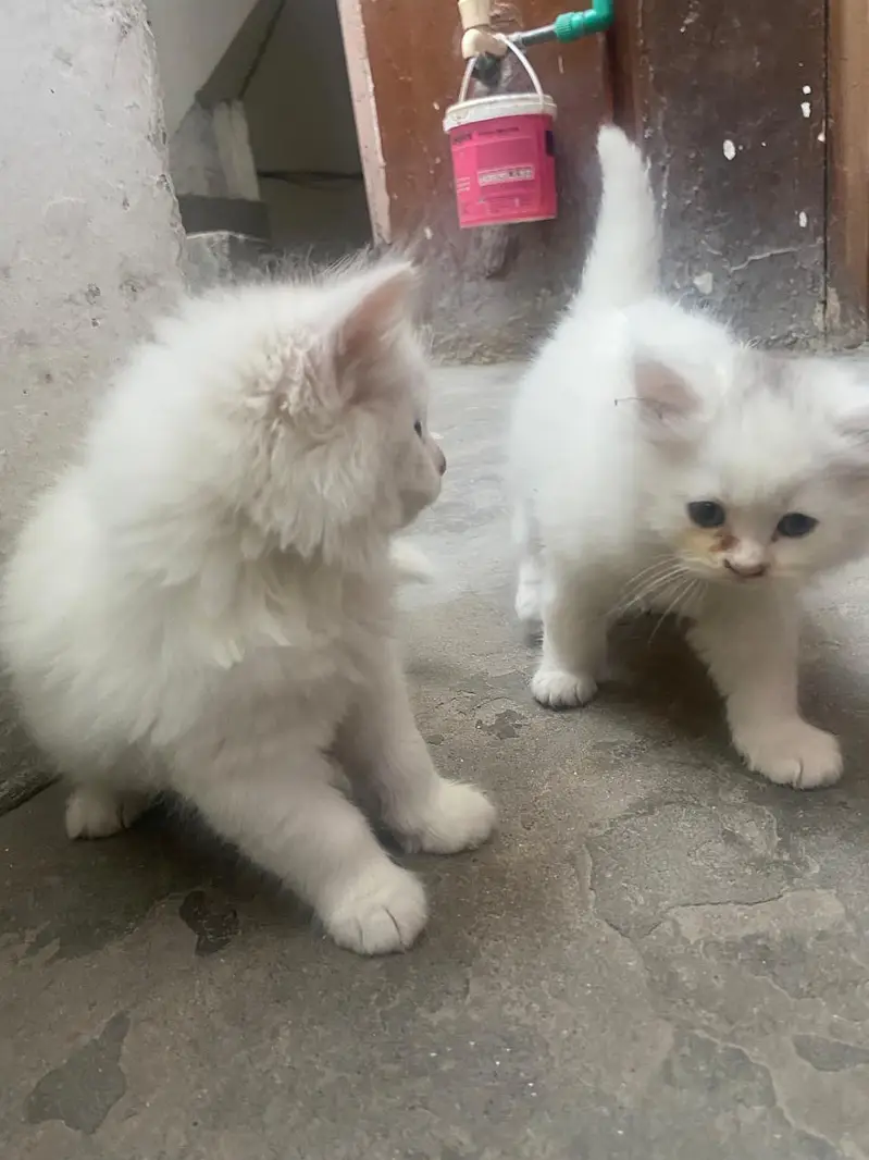 White Persian Kitten Available For Sale Triple coad — photo 3