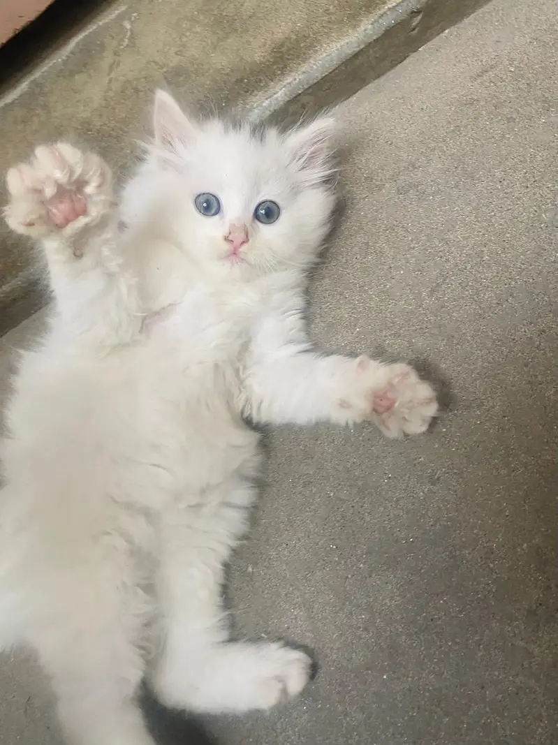 White Persian Kitten Available For Sale Triple coad — photo 4