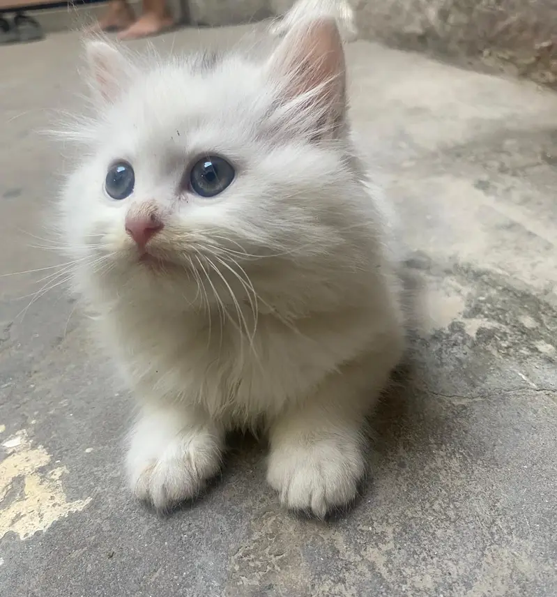 White Persian Kitten Available For Sale Triple coad — photo 5