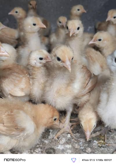 Mash Allah Pure Golden Buff Chicks