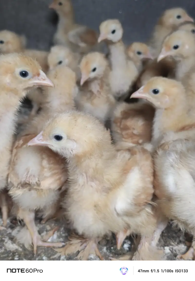Mash Allah Pure Golden Buff Chicks — photo 2
