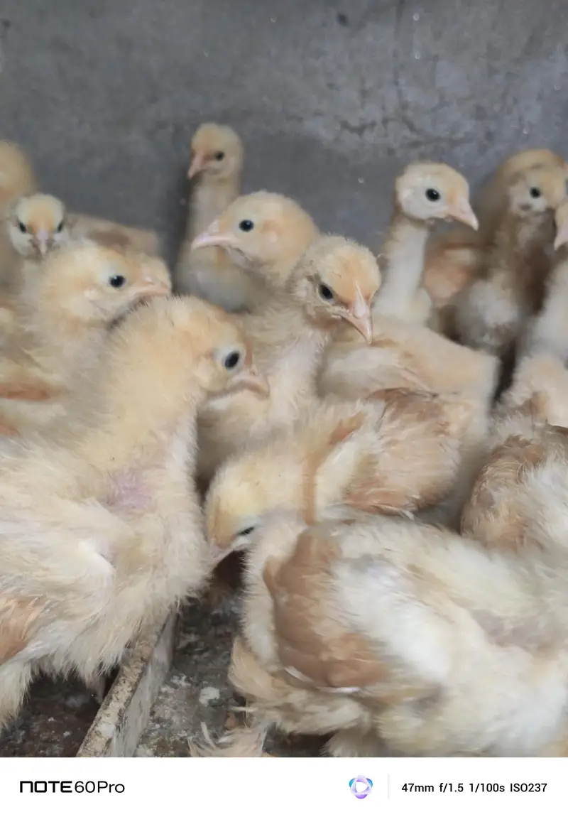 Mash Allah Pure Golden Buff Chicks — photo 3