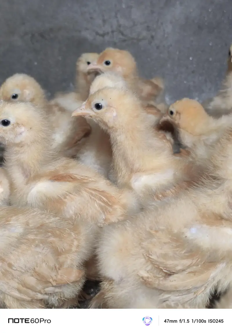Mash Allah Pure Golden Buff Chicks — photo 4