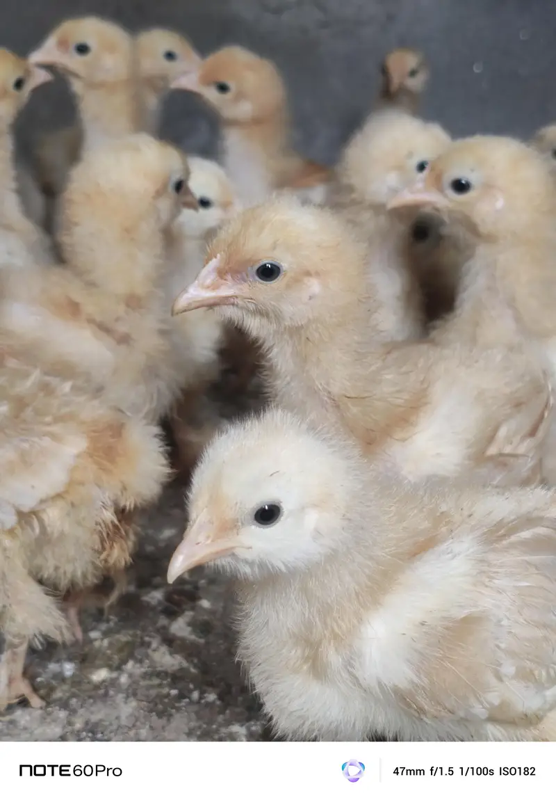 Mash Allah Pure Golden Buff Chicks — photo 5