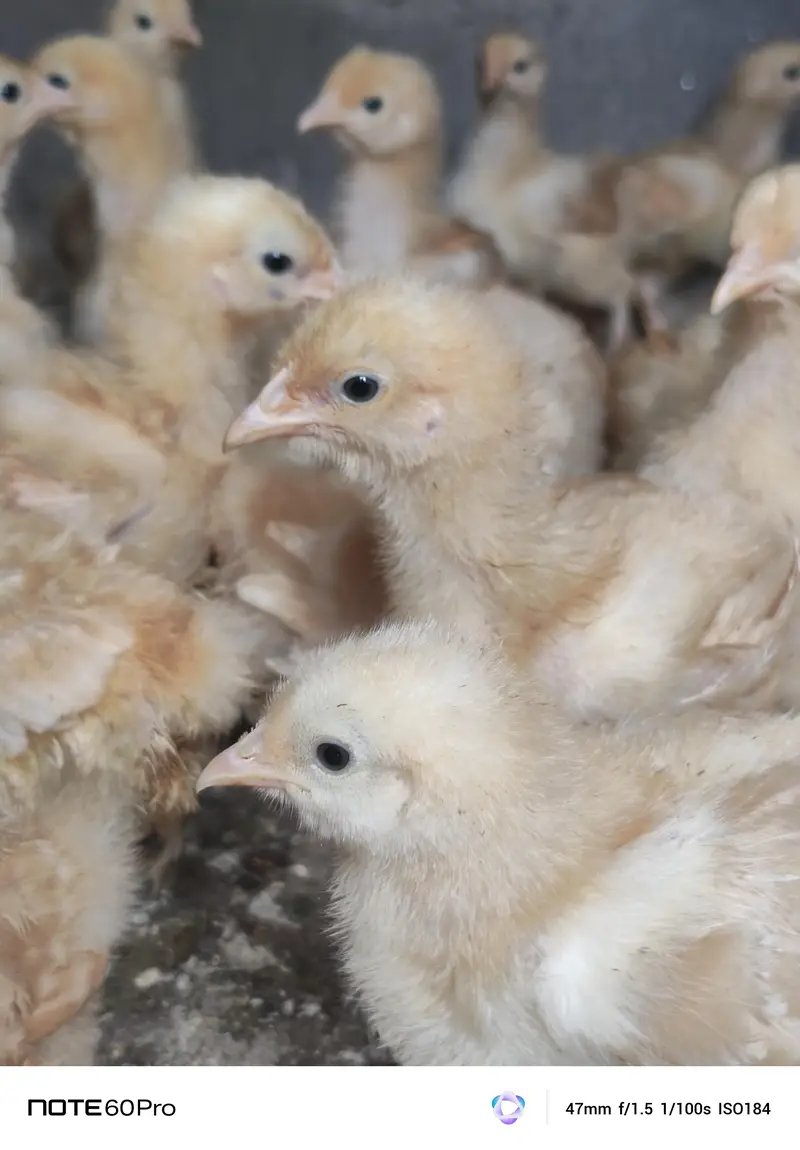 Mash Allah Pure Golden Buff Chicks — photo 6