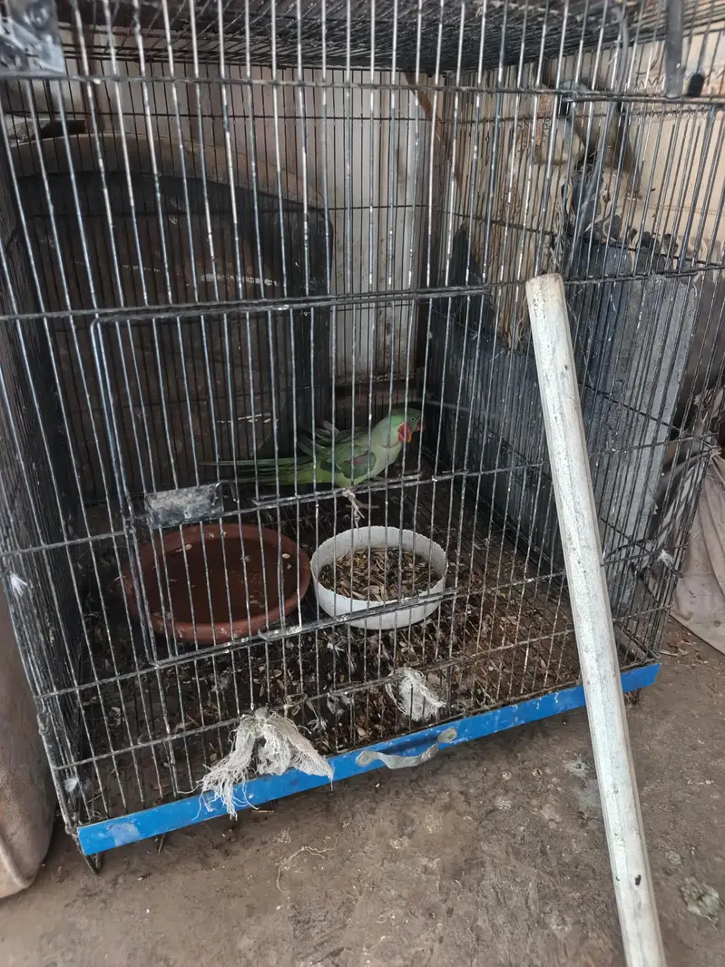 Kashmiri raha — photo 2