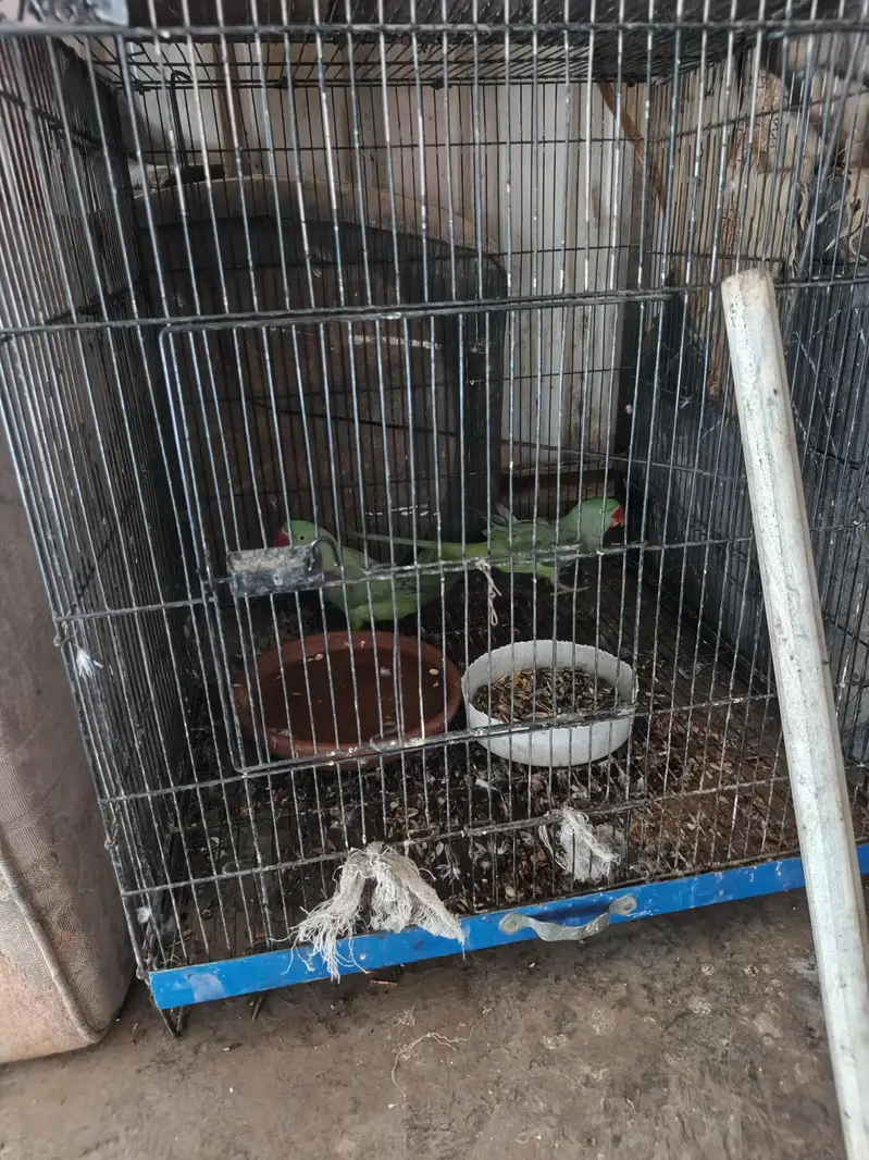 Kashmiri raha — photo 3