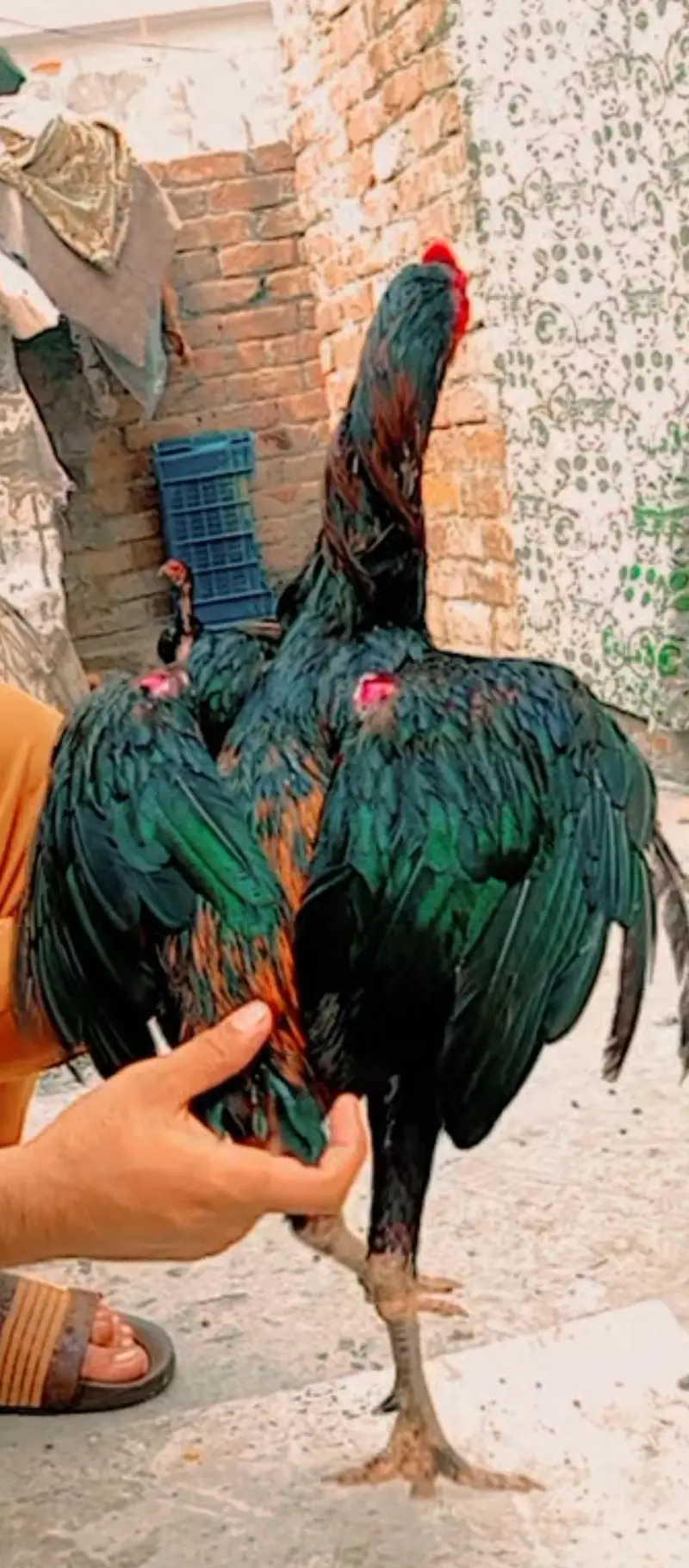 aseel morga morgi full active video what's app par — photo 2