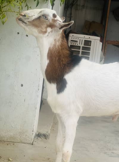 Taddy Bakra