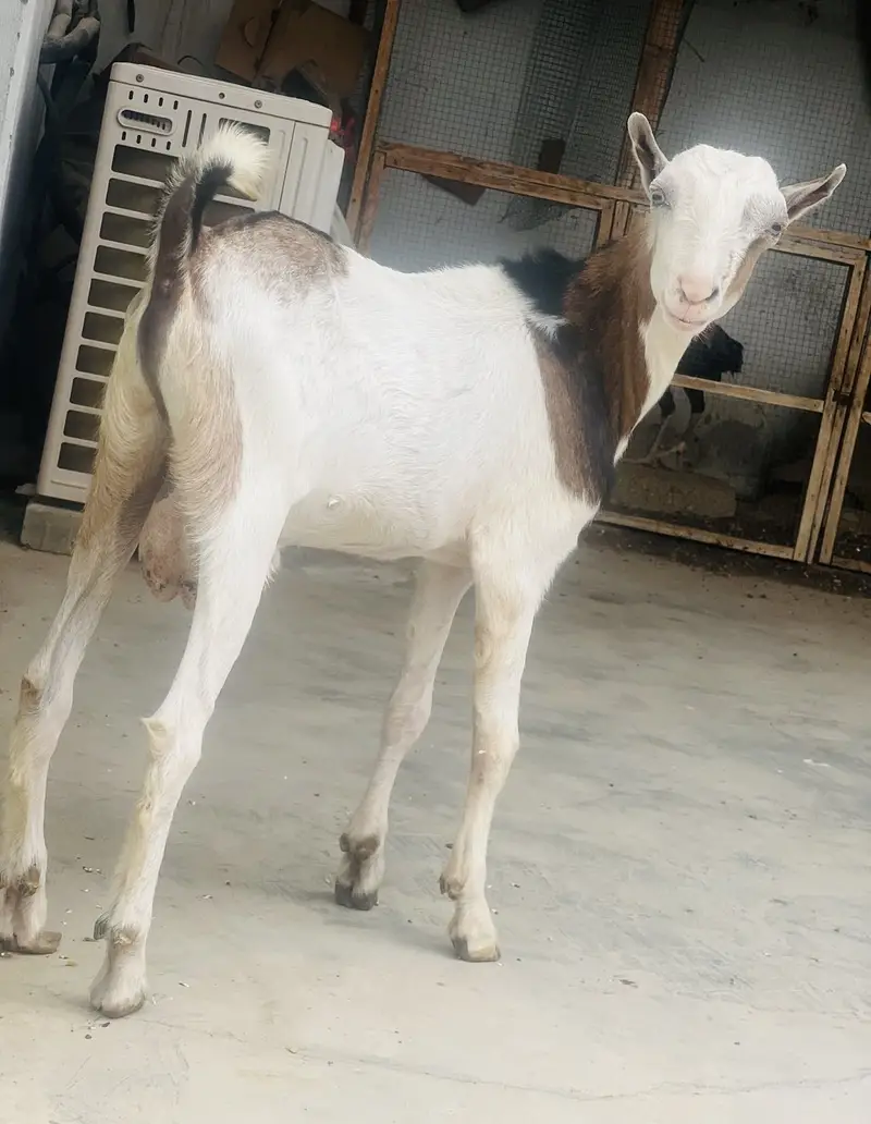 Taddy Bakra — photo 2