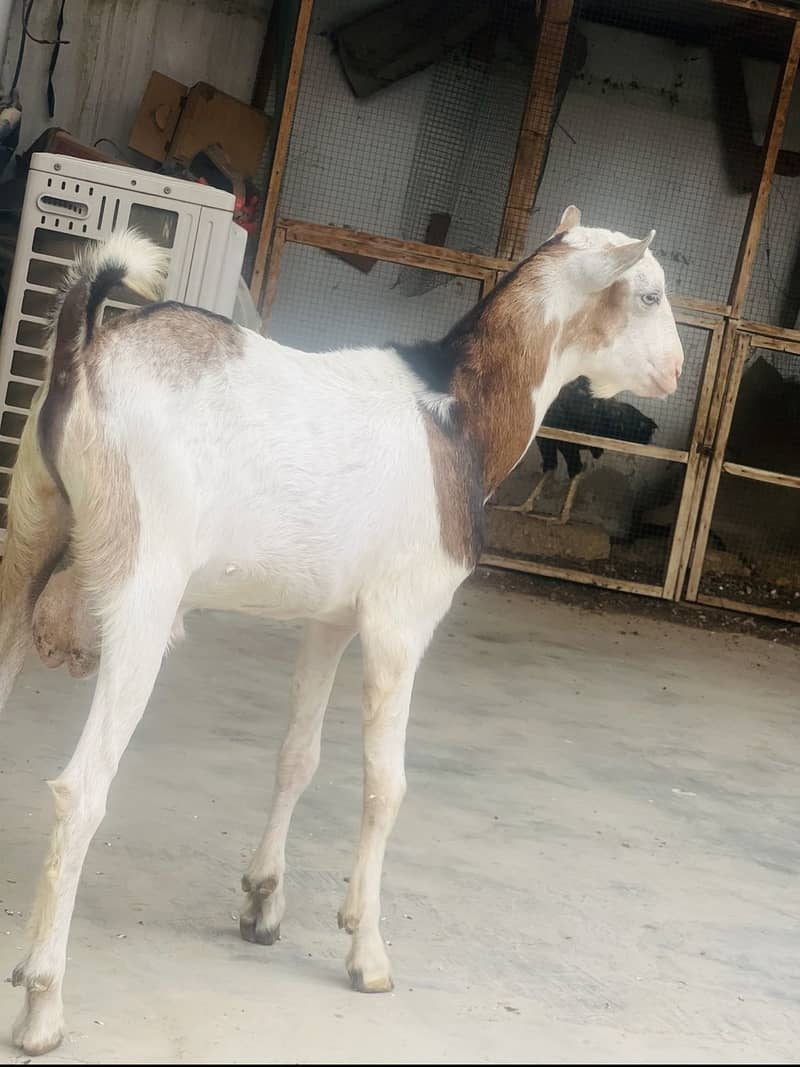 Taddy Bakra 2