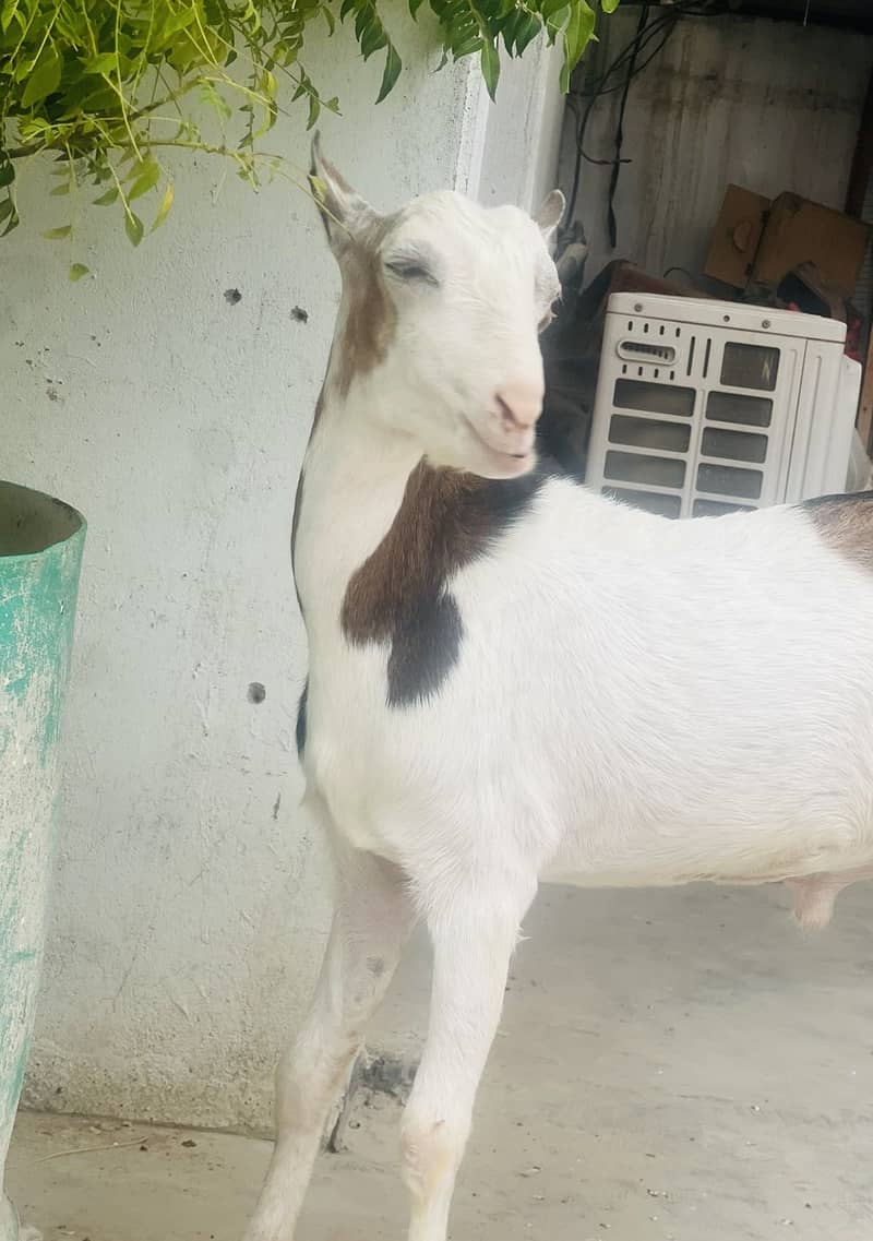 Taddy Bakra 3