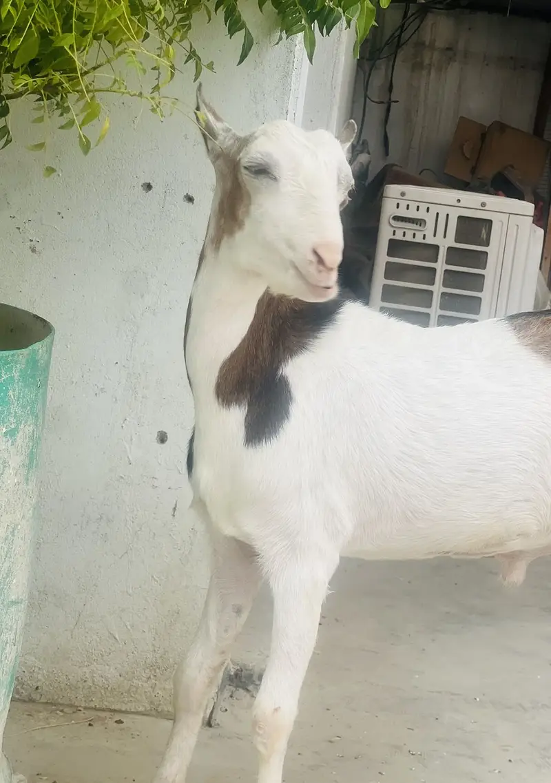 Taddy Bakra — photo 4