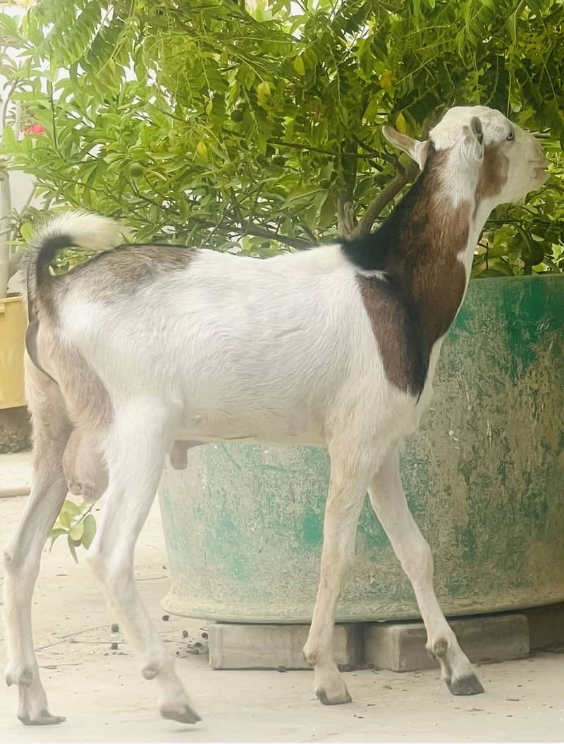 Taddy Bakra 5