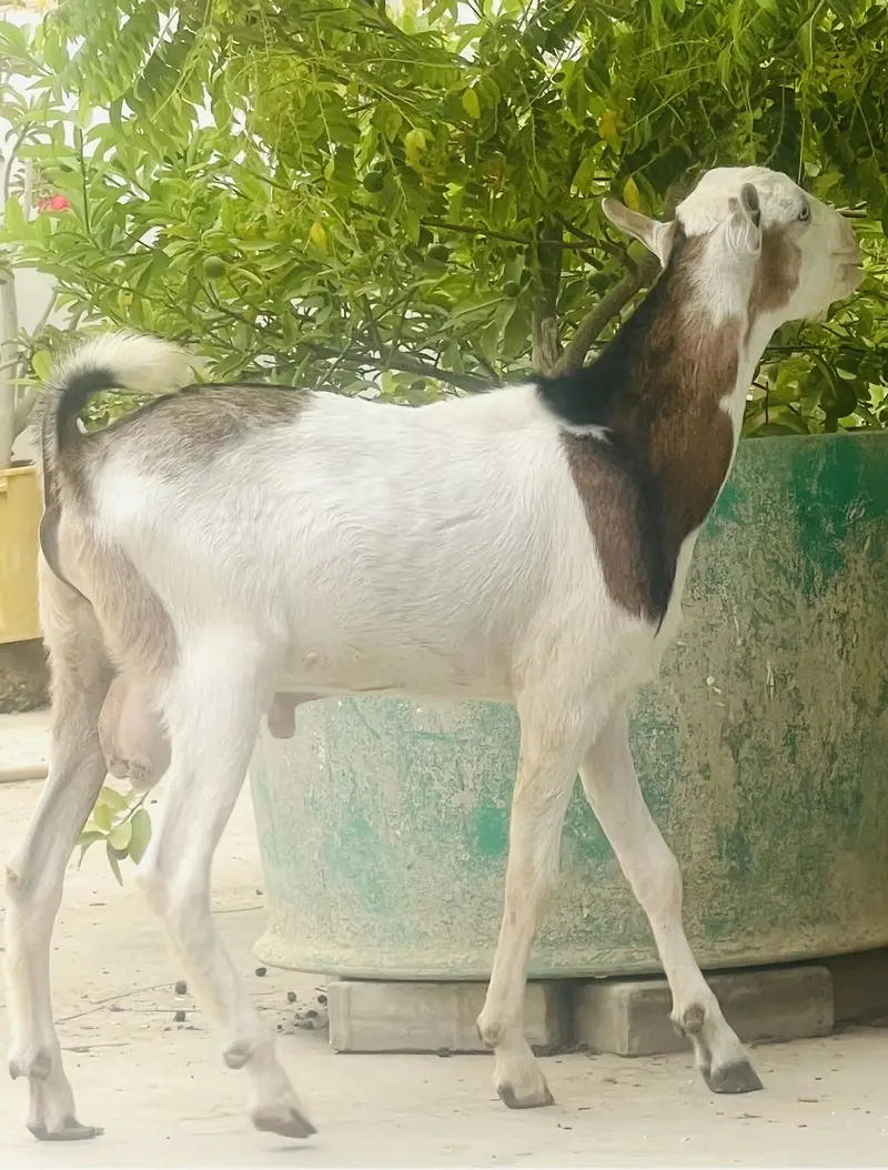 Taddy Bakra — photo 6