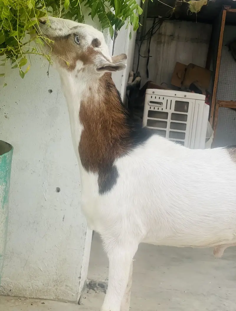Taddy Bakra — photo 7