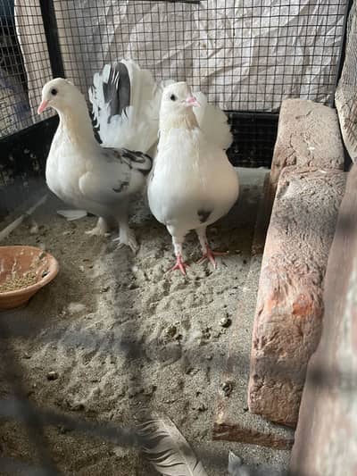 American beautiful young breder pair