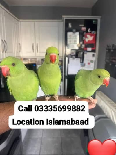 Single 5000 Fixed Hand Tamed Green Ring Neck Male/Female Parrots
