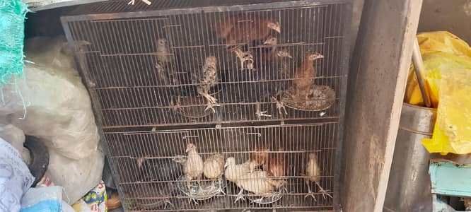 total 16 murghi or murgha mix Hain