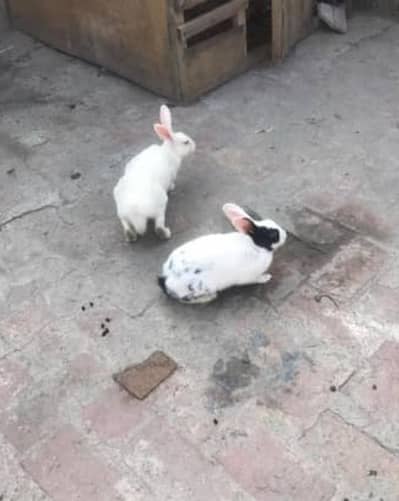 rabbit breeder pair for sale