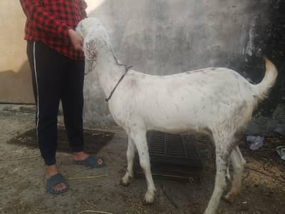 Beautiful Desi doodh wali bakri for sale