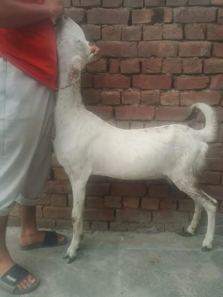 Beautiful Desi doodh wali bakri for sale — photo 2