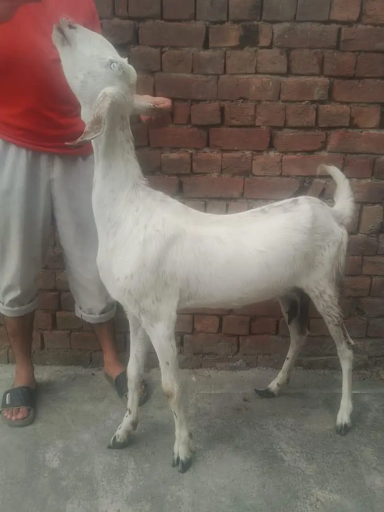 Beautiful Desi doodh wali bakri for sale — photo 3