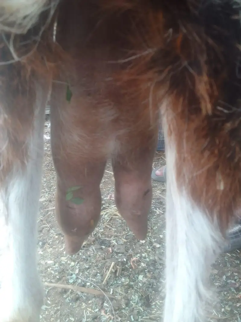 Beautiful Desi doodh wali bakri for sale — photo 4