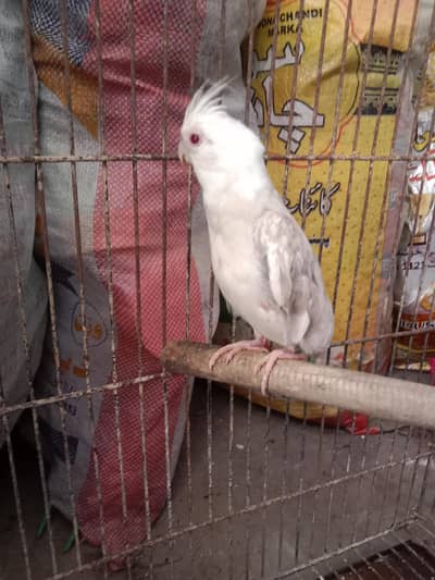 500×2=1000 . cocktail red eyes pair for sale semi hand tame