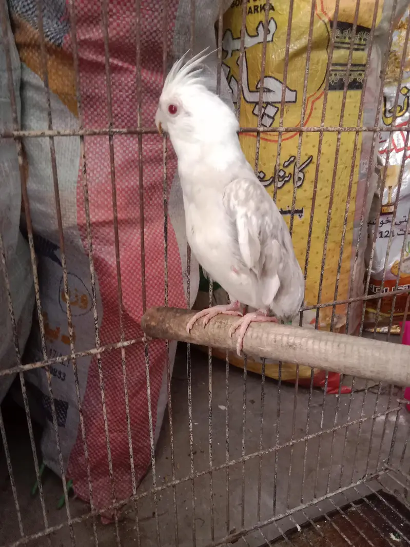 500×2=1000 . cocktail red eyes pair for sale semi hand tame — photo 2