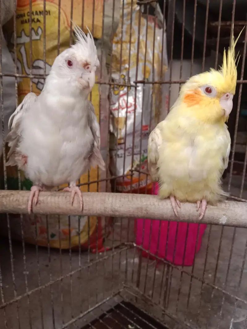 500×2=1000 . cocktail red eyes pair for sale semi hand tame — photo 3