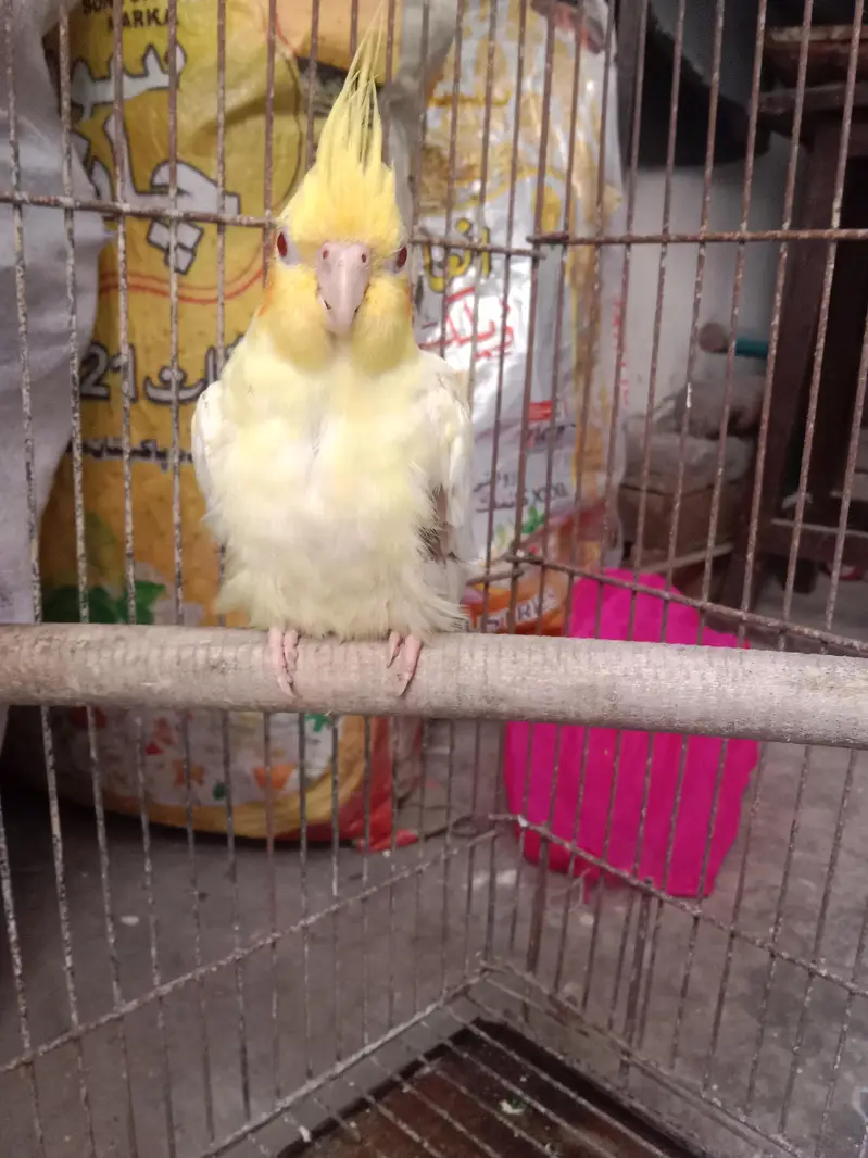 500×2=1000 . cocktail red eyes pair for sale semi hand tame — photo 4
