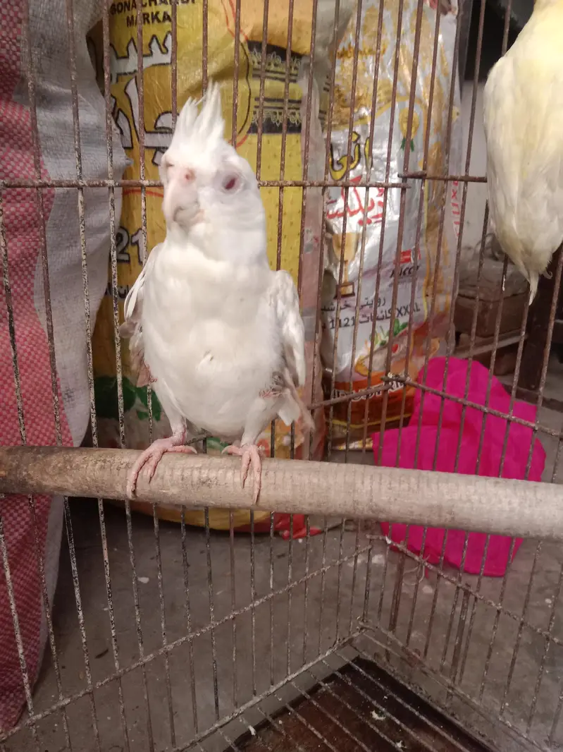 500×2=1000 . cocktail red eyes pair for sale semi hand tame — photo 5